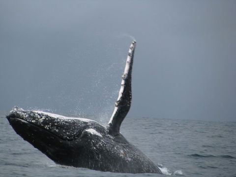 Sydney Whale-Watching Cruise Including Lunch Or Breakfast - Accommodation NT 2