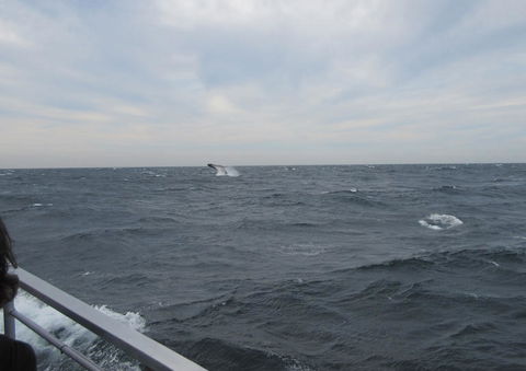 Sydney Whale-Watching Cruise Including Lunch Or Breakfast - Accommodation NT 8