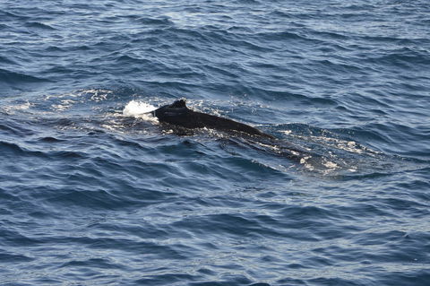 Sydney Whale-Watching Cruise Including Lunch Or Breakfast - Accommodation NT 13
