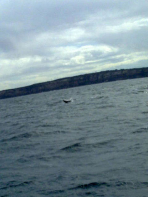 Sydney Whale-Watching Cruise Including Lunch Or Breakfast - Accommodation NT 12