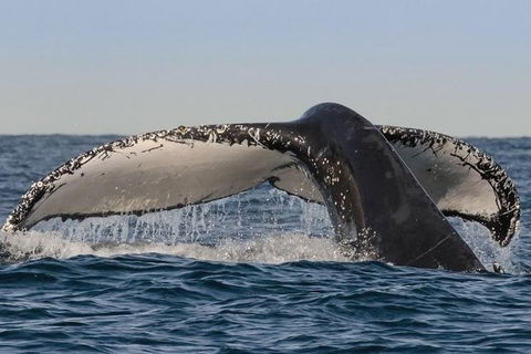 Sydney Whale-Watching Cruise Including Lunch Or Breakfast - Accommodation NT 26