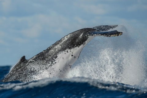 Sydney Whale-Watching Cruise Including Lunch Or Breakfast - Accommodation NT 22