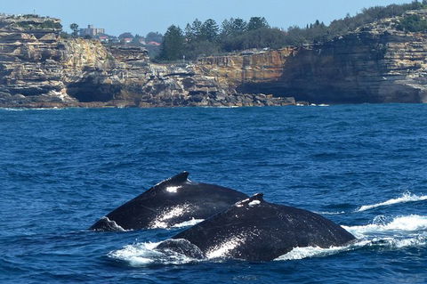 Sydney Whale-Watching Cruise Including Lunch Or Breakfast - Accommodation NT 18