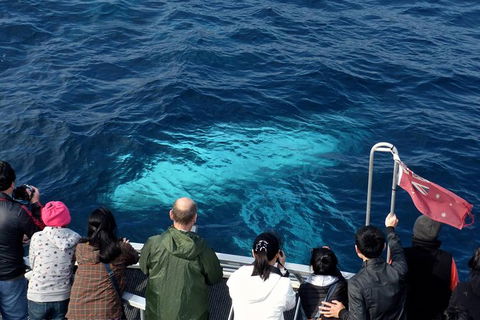 Sydney Whale-Watching Cruise Including Lunch Or Breakfast - Accommodation NT 15