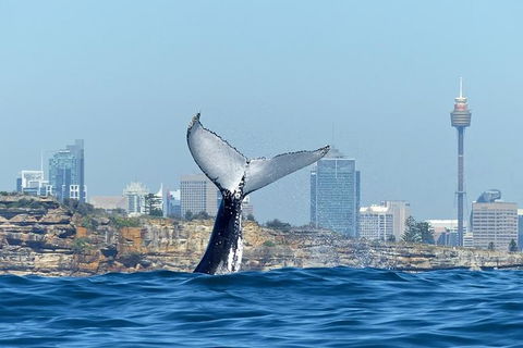 Sydney Whale-Watching Cruise Including Lunch Or Breakfast - Accommodation NT 25