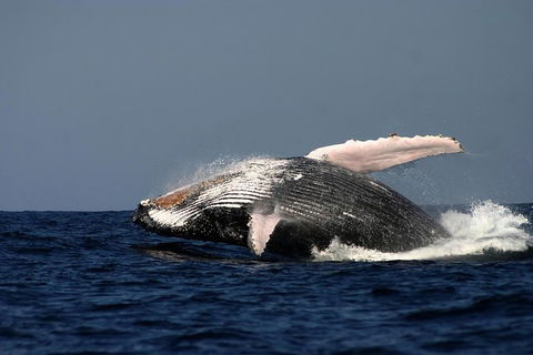 Sydney Whale-Watching Cruise Including Lunch Or Breakfast - Accommodation NT 20