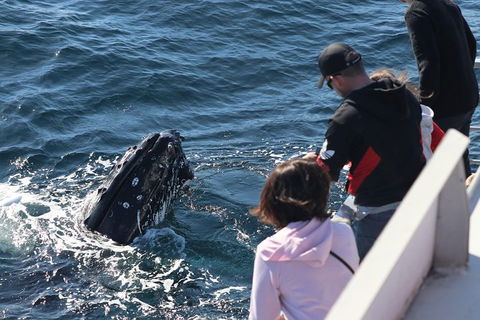 Sydney Whale-Watching Cruise Including Lunch Or Breakfast - Accommodation NT 23