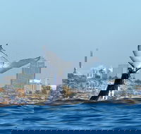 Small-Group Luxury Sydney Whale Watching Cruise - Accommodation NT