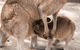 Hunter Valley Wine And Wildlife Reserve Tour From Sydney - thumb 4