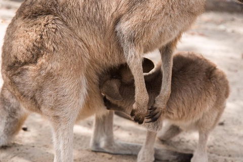 Hunter Valley Wine And Wildlife Reserve Tour From Sydney - Accommodation NT 4
