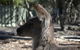 Hunter Valley Wine And Wildlife Tour From Sydney With Walkabout Wildlife Park - thumb 4