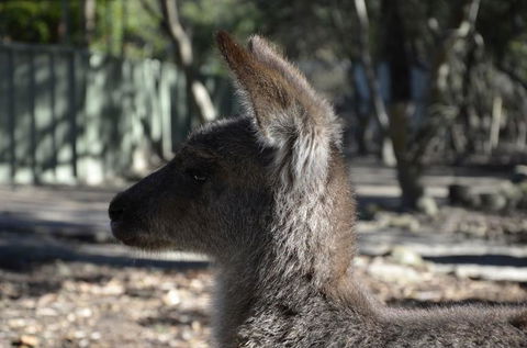 Hunter Valley Wine And Wildlife Tour From Sydney With Walkabout Wildlife Park - Accommodation NT 4