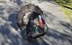 Hunter Valley Wine And Wildlife Tour From Sydney With Walkabout Wildlife Park - thumb 7