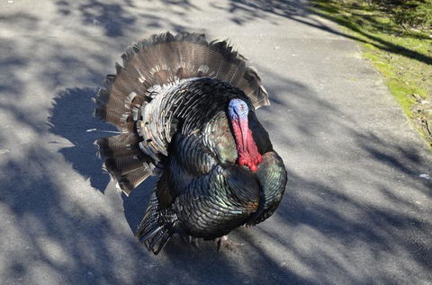 Hunter Valley Wine And Wildlife Tour From Sydney With Walkabout Wildlife Park - Accommodation NT 7