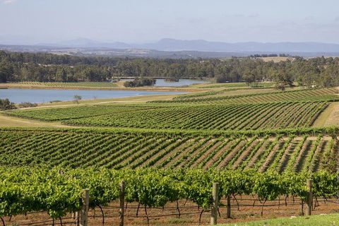 Hunter Valley Wine And Wildlife Tour From Sydney With Walkabout Wildlife Park - Accommodation NT 0