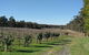 Hunter Valley Wine And Wildlife Tour From Sydney With Walkabout Wildlife Park - thumb 5