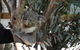 Hunter Valley Wine And Wildlife Tour From Sydney With Walkabout Wildlife Park - thumb 6