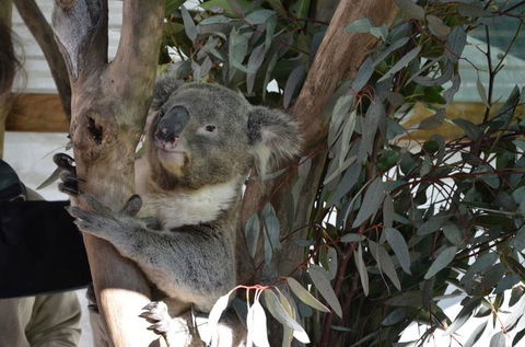 Hunter Valley Wine And Wildlife Tour From Sydney With Walkabout Wildlife Park - Accommodation NT 6