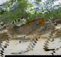 Visit Walkabout Wildlife Sanctuary