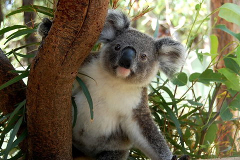 Visit Walkabout Wildlife Sanctuary - Accommodation NT 7