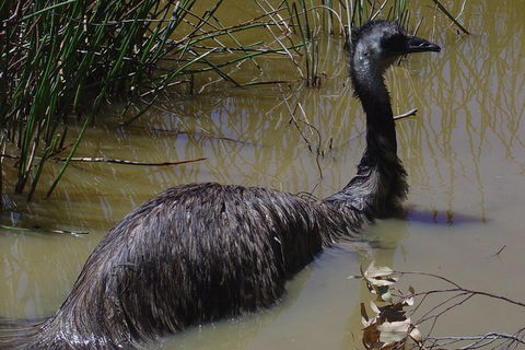 Visit Walkabout Wildlife Sanctuary - Accommodation NT 3