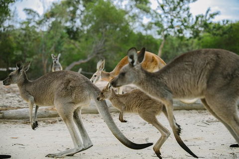 Visit Walkabout Wildlife Sanctuary - Accommodation NT 2