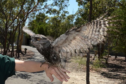 Visit Walkabout Wildlife Sanctuary - Accommodation NT 4