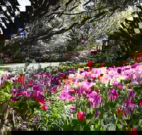 Spring Gardens in the Blue Mountains Private Tour Limited Time Only
