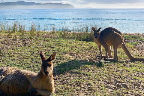 5 Day Murramarang Coast Journey From Sydney - Guided Hike With Villa Accom - Accommodation NT 6
