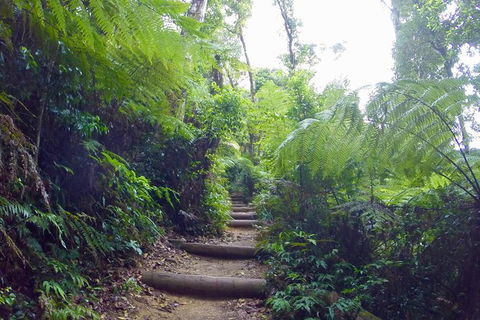 Byron Bay Kayaking With Dolphins And Mount Warning Sunrise Climb Including Overnight Camping And BBQ Dinner - Accommodation NT 5