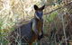 Byron Bay Kayaking With Dolphins And Mount Warning Sunrise Climb Including Overnight Camping And BBQ Dinner - thumb 6