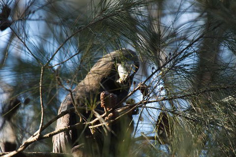 Private Blue Mountains Insider Tour From Sydney - Accommodation NT 24