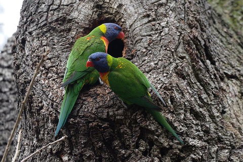 Private Blue Mountains Insider Tour From Sydney - Accommodation NT 8