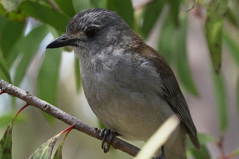 Private Blue Mountains Insider Tour From Sydney - Accommodation NT 4