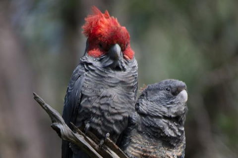 Private Blue Mountains Insider Tour From Sydney - Accommodation NT 20