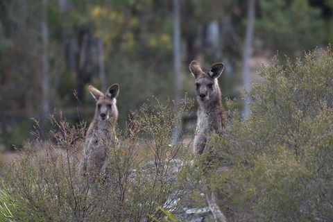 Blue Mountains Small-Group Insider Tour From Sydney - Accommodation NT 12