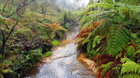 Blue Mountains Day Trip Including Parramatta River Cruise - Accommodation NT 15