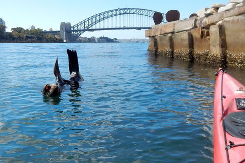 Kayak To Goat Island In Sydney Harbour With Local - Accommodation NT 3