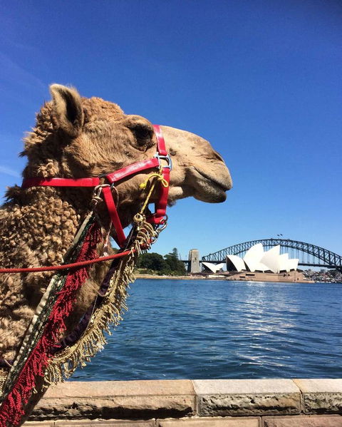 Opera On Sydney Harbour: La Traviata - Accommodation NT 10
