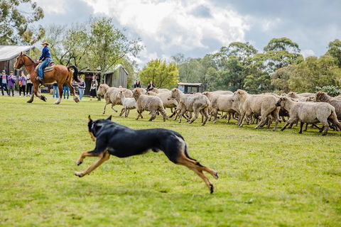 Private Tobruk Sheep Station Day Tour From Sydney Including BBQ Lunch - Accommodation NT 9