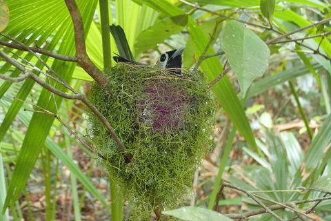 Full Day Sub-Tropical Rainforest Canyoning Adventure From Sydney - Accommodation NT 4