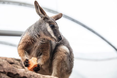 Sydney Shore Excursion: WILD LIFE Sydney Entrance Ticket - Accommodation NT 0