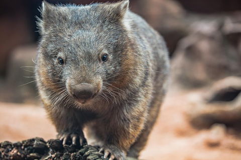 Sydney Shore Excursion: WILD LIFE Sydney Entrance Ticket - Accommodation NT 6