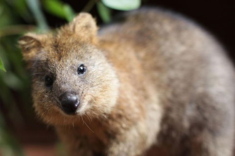 Sydney Shore Excursion: WILD LIFE Sydney Entrance Ticket - Accommodation NT 7