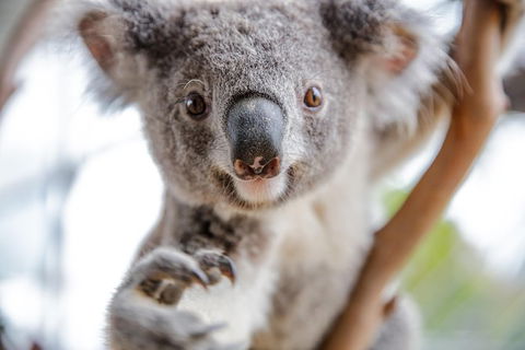 Sydney Shore Excursion: WILD LIFE Sydney Entrance Ticket - Accommodation NT 3