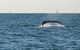 Sydney Eco Whale Watching Small Group Cruise - thumb 5
