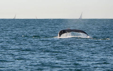 Sydney Eco Whale Watching Small Group Cruise - Accommodation NT 5
