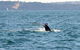 Sydney Eco Whale Watching Small Group Cruise - thumb 8