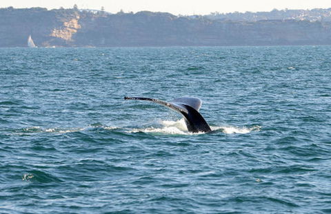 Sydney Eco Whale Watching Small Group Cruise - Accommodation NT 8