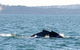 Sydney Eco Whale Watching Small Group Cruise - thumb 9